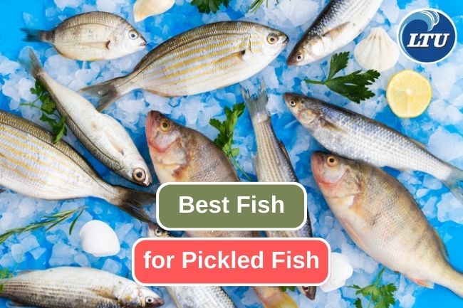 Discovering the Ideal Fish for Pickled Fish